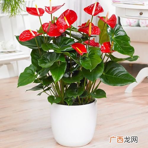 绿植花卉店面怎么装修 特色花卉绿植店