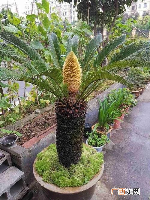 铁树适合什么盆栽种 铁树花卉好养吗