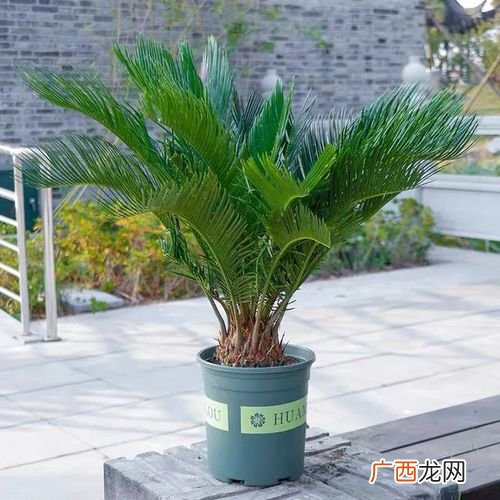 铁树适合什么盆栽种 铁树花卉好养吗