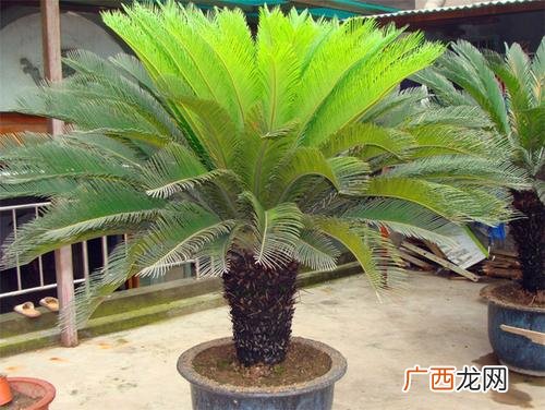 铁树适合什么盆栽种 铁树花卉好养吗