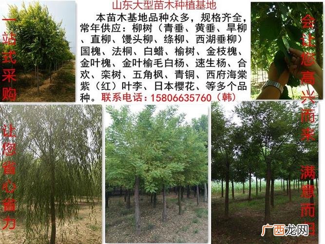 北方耐寒宿根花卉 潍坊宿根花卉基地