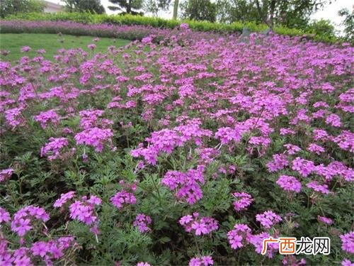北方耐寒宿根花卉 潍坊宿根花卉基地