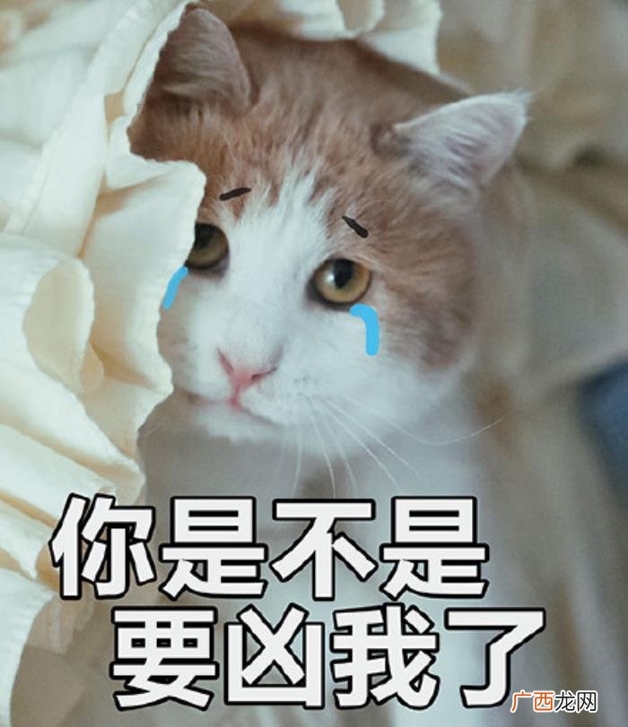 猫咪表情包｜没人疼 没人疼没人爱的图片