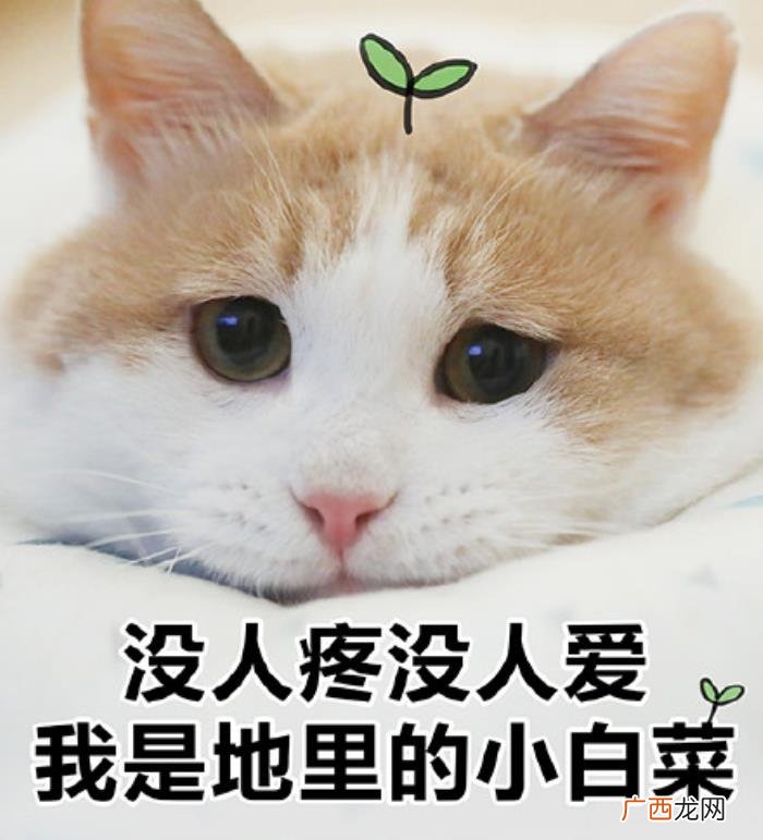 猫咪表情包｜没人疼 没人疼没人爱的图片
