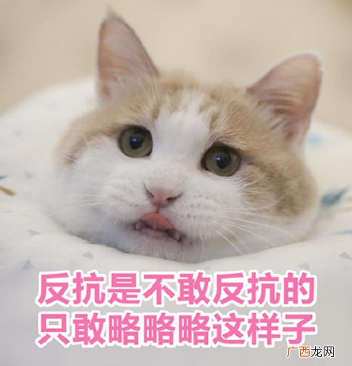 猫咪表情包｜没人疼 没人疼没人爱的图片