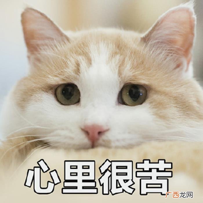 猫咪表情包｜没人疼 没人疼没人爱的图片