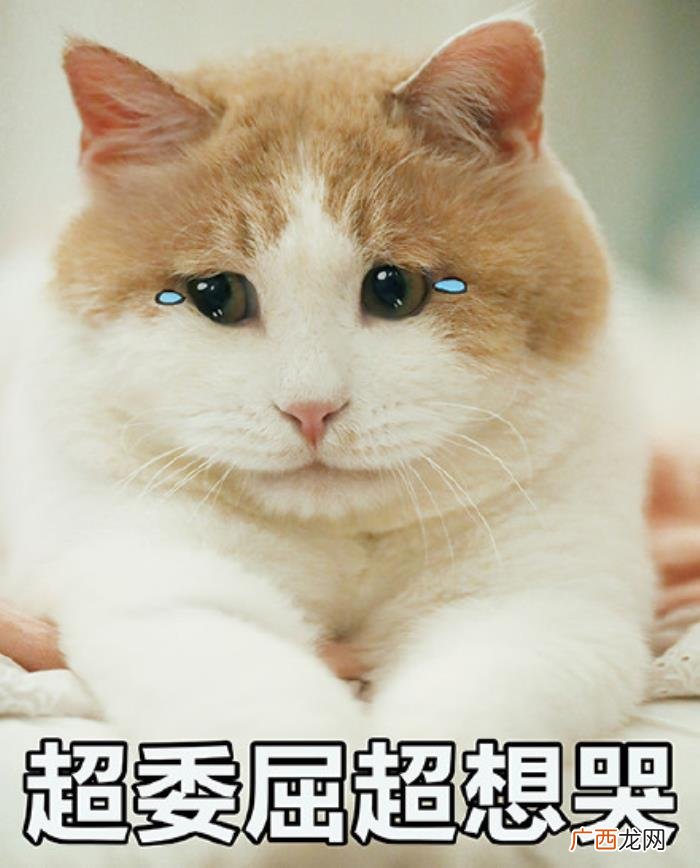 猫咪表情包｜没人疼 没人疼没人爱的图片