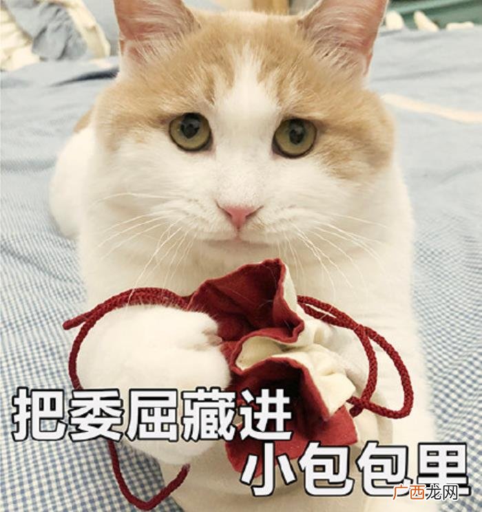 猫咪表情包｜没人疼 没人疼没人爱的图片