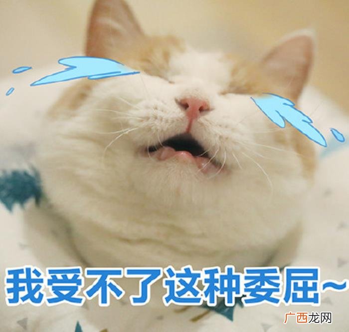 猫咪表情包｜没人疼 没人疼没人爱的图片