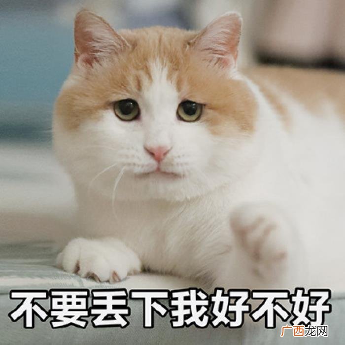 猫咪表情包｜没人疼 没人疼没人爱的图片