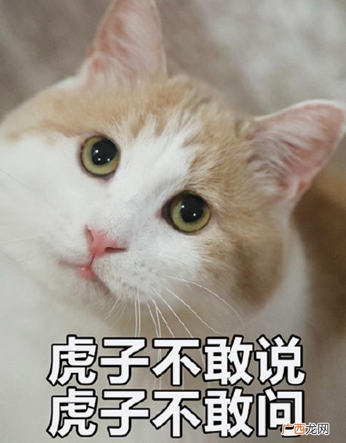 猫咪表情包｜没人疼 没人疼没人爱的图片