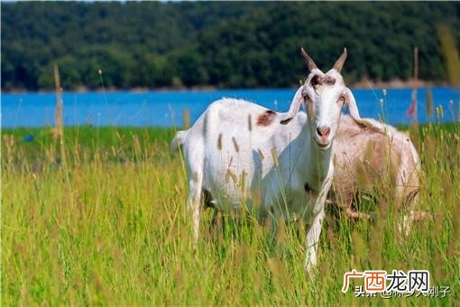 农村做什么生意赚钱,小生意项目大全 农村