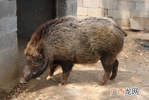 安徽有几家养豪猪 豪猪养殖基地安徽