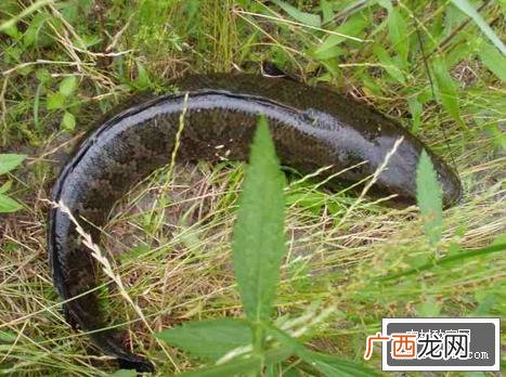 黑鱼人工繁殖技术 黑鱼鸡肠养殖新技术