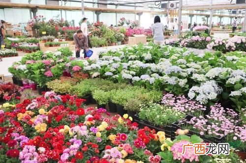 陈寨花卉市场有卖宠物的吗 郑州陈寨花卉市场批发