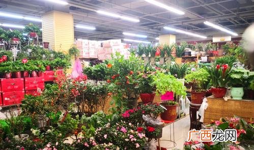 新郑花卉市场批发市场 郑州新花卉市场地址列表