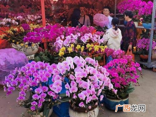 新郑花卉市场批发市场 郑州新花卉市场地址列表