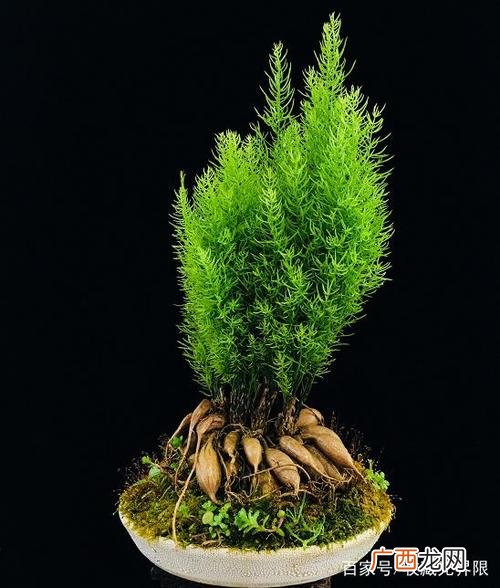花艺设计作品 中国花卉盆景编辑