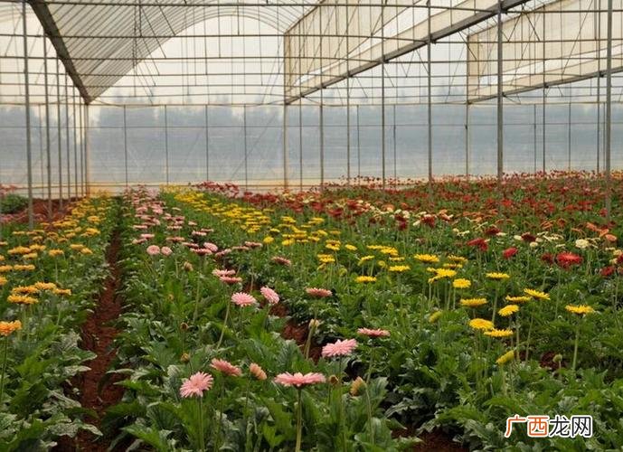 我国花卉产业的发展状况 中国花卉业的发展趋势