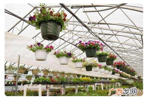 蔬菜种植大棚 种植花卉需要什么大棚