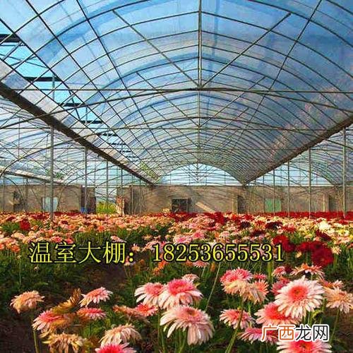 蔬菜种植大棚 种植花卉需要什么大棚