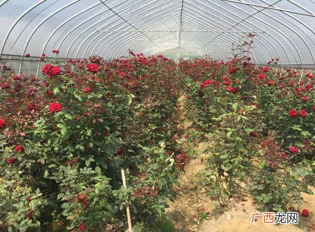 蔬菜种植大棚 种植花卉需要什么大棚