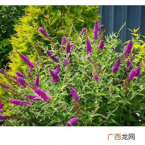 现在可以种什么花最合适 最受欢迎绿植花卉