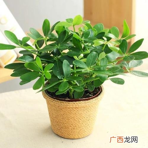 现在可以种什么花最合适 最受欢迎绿植花卉