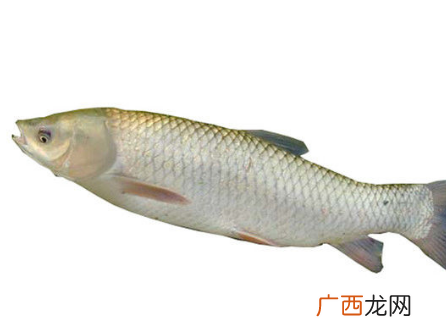 董惠清 珠江水产研究所 珠江水产研究所谢骏