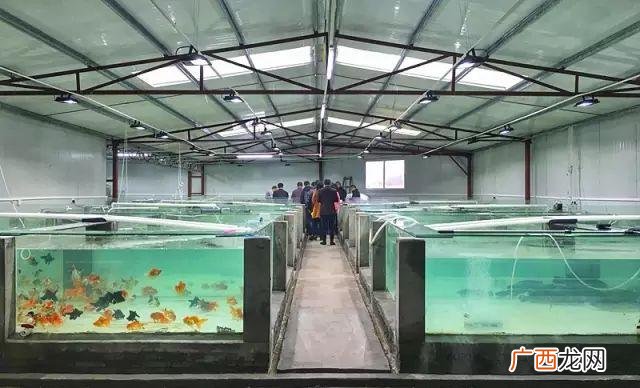 成都养鱼设备市场 成都生态水产养殖基地