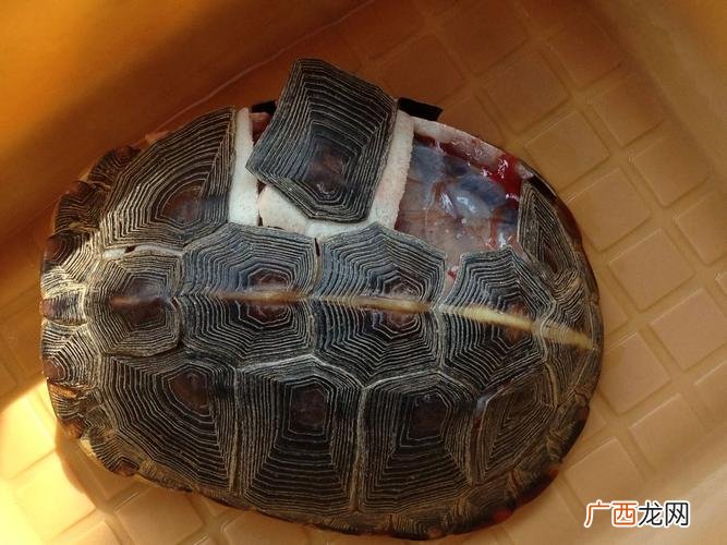浙江正道生物科技有限公司 生生水产