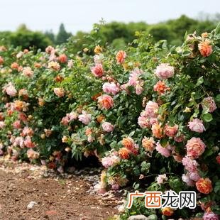 月季的形态特征及园林用途 月季花园林应用