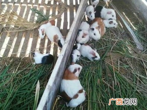 山东花毛豚养殖基地 湖北那有花毛豚养殖