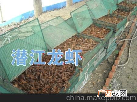 湖北潜江养殖龙虾骗局 湖北潜江小龙虾养殖户