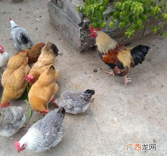 富硒鸡图片 湖南富硒鸡养殖基地