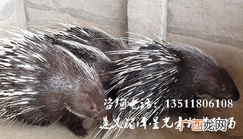 茶陵严塘十里冲养猪场 湖南省桃源县刺猪养殖