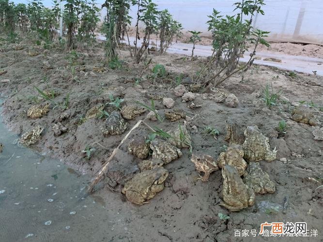 蟾蜍养殖经验交流吧 湖南养殖癞蛤蟆