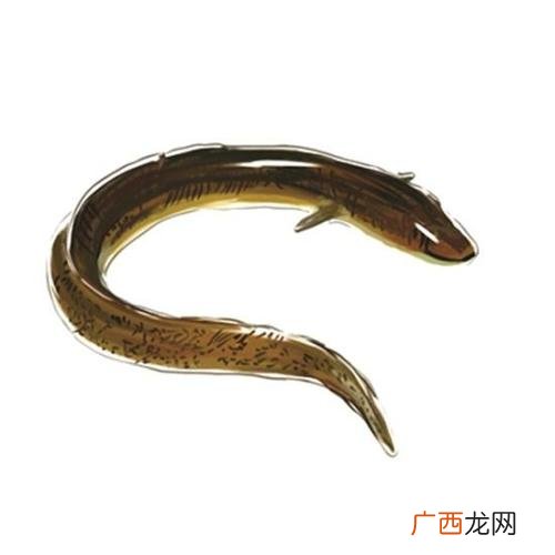 海鳗和河鳗哪个好 花鳗丽养殖