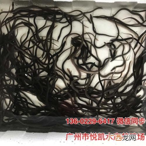 海鳗和河鳗哪个好 花鳗丽养殖视频