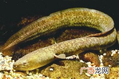 海鳗和河鳗哪个好 花鳗丽养殖视频