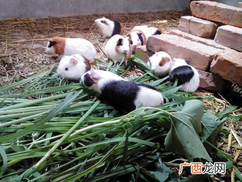江苏有花毛豚养殖吗 花毛豚那里养殖的最多