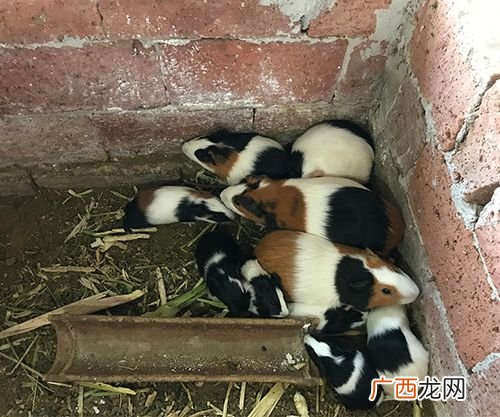 河豚养殖基地在哪里 花毛豚养殖基地
