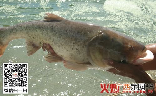 鳑鲏鱼好养吗 华鲮鱼养殖效益