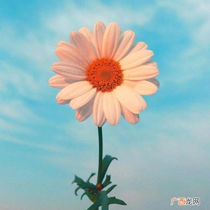 微笑向阳的暖心句子 关于微笑的唯美句子