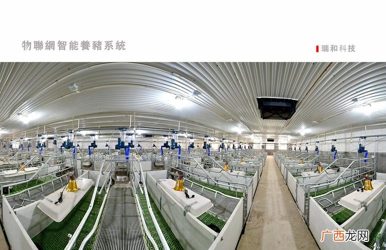 瓜子黄杨扦插繁殖技术 规模猪场繁殖技术