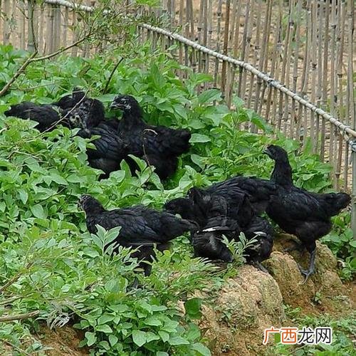 黑水鸡养殖技术 黑凤乌鸡养殖技术视频