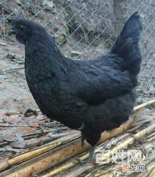 黑水鸡养殖技术 黑凤乌鸡养殖技术视频