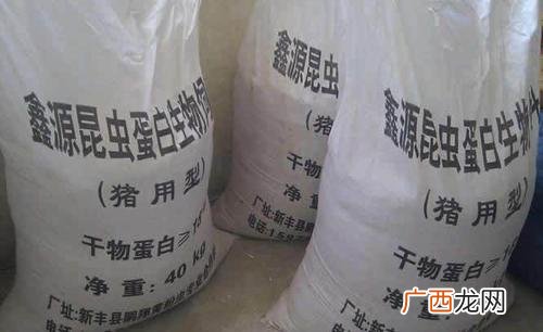 怎样喂养黄粉虫 黄粉虫饲养生猪的技术