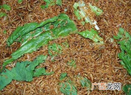怎样喂养黄粉虫 黄粉虫饲养生猪的技术