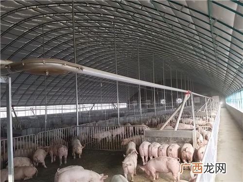 最先进养猪的猪舍视频 农村大棚养猪技术视频 猪舍如